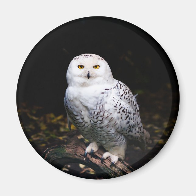 Aimant Hibou des neiges majestueux d'hiver (Devant)