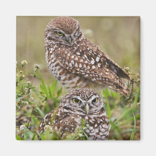 Aimant Hibou des terriers, Athene cunicularia, Cape Coral