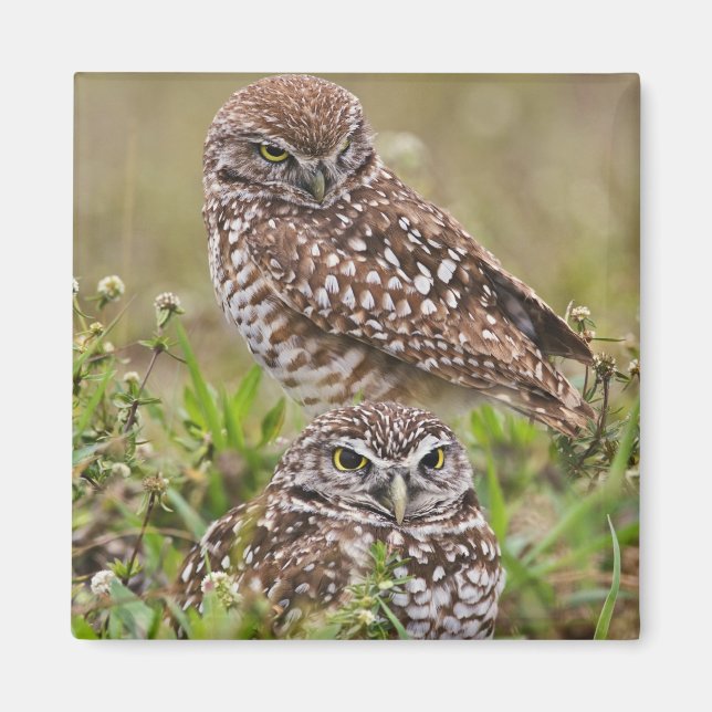 Aimant Hibou des terriers, Athene cunicularia, Cape Coral (Devant)