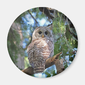 Aimant Hibou du Hot sauvage qui brille dans la forêt