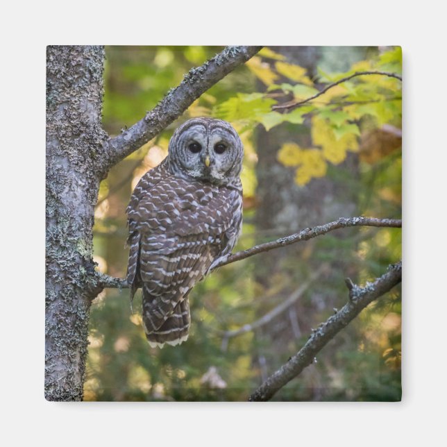 Aimant Hibou moyen-duc en automne | Comté d'Alger, MI (Devant)