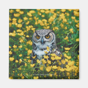 Aimant Hibou observé par orange dans le pré des fleurs