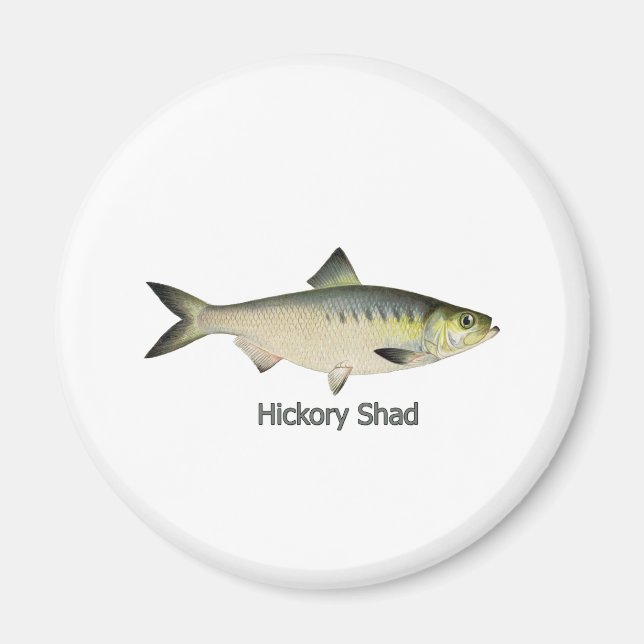 Aimant Hickory Shad (Devant)