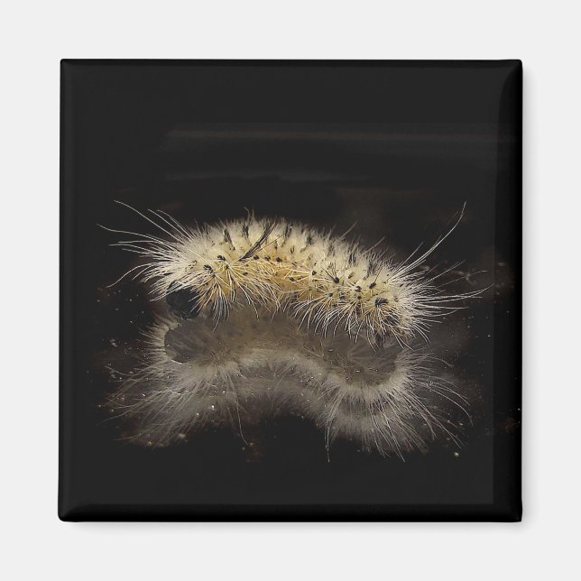 Aimant Hickory Tussock Caterpillar (Devant)