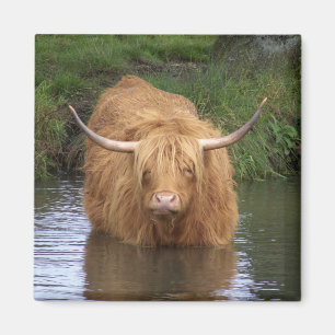 Aimant Highland Cattle