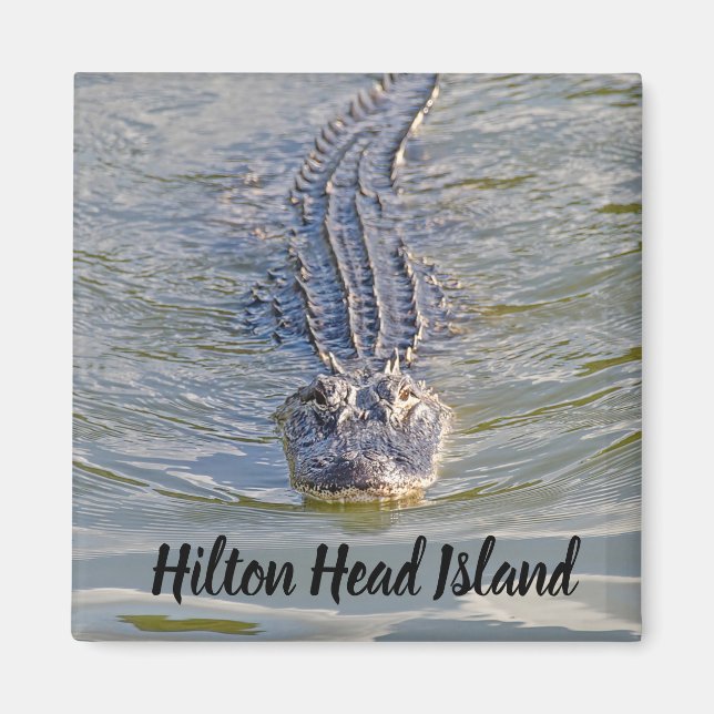 Aimant Hilton Head Alligator (Devant)
