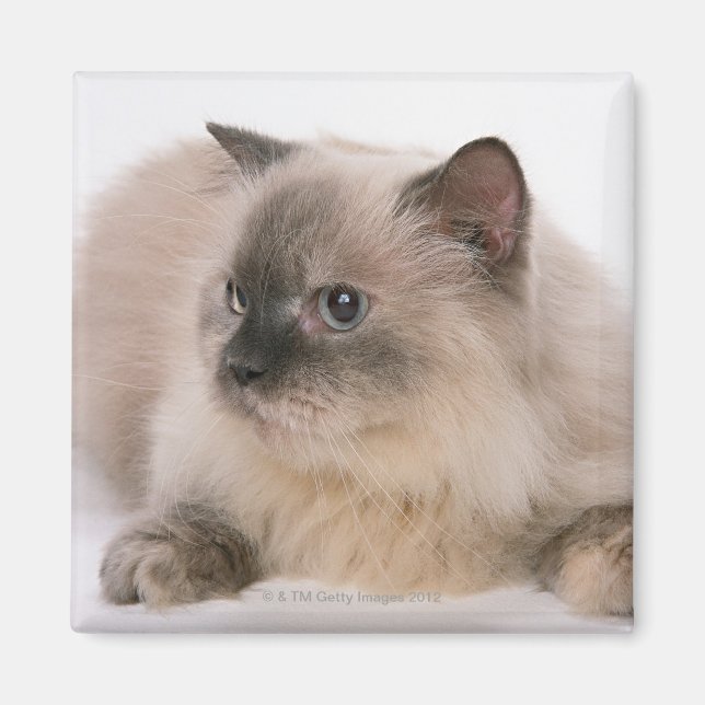 Aimant Himalaya (Devant)