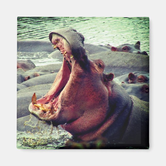 Aimant hippo grand yawn (Devant)