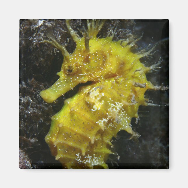 Aimant Hippocampe jaune | Hippocampus Guttulatus (Devant)