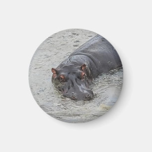 Aimant Hippoposterus