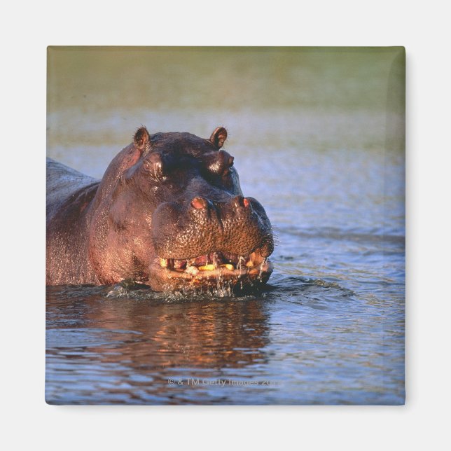 Aimant Hippopotame dans la rivière (Devant)