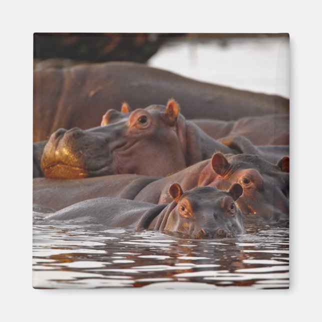 Aimant Hippopotame, Hippopotamus amphibius, Lac (Devant)