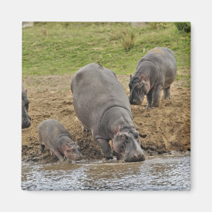 Aimant Hippopotame, Hippopotamus amphibius, Serengeti