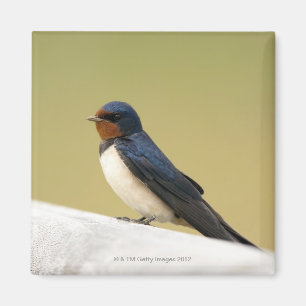 Aimant Hirondelle sur un rebord en bois