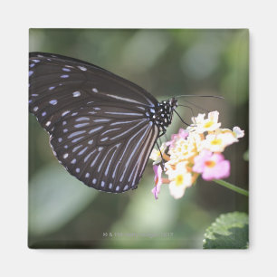 Aimant Hodokubo, Hino, Tokyo, Japon 5