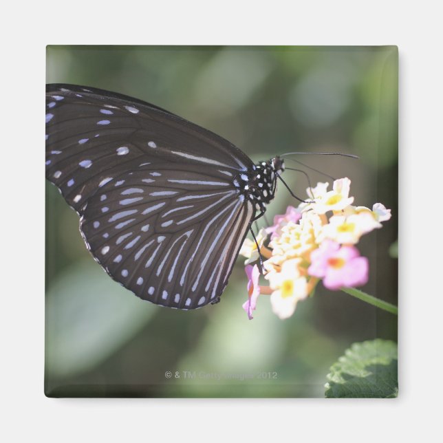 Aimant Hodokubo, Hino, Tokyo, Japon 5 (Devant)