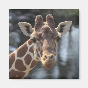 Aimant Hodokubo, Hino, Tokyo, Japon 6