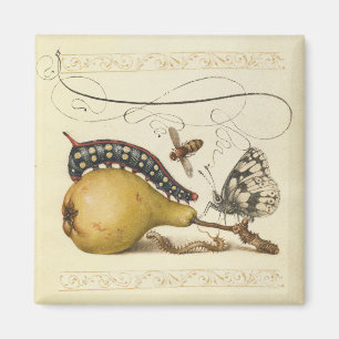 Aimant Hoefnagel Vintage Poire & Insectes 1500 Renaissanc