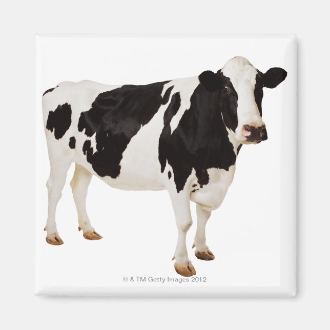 Aimant Holstein Cow | Bos taurus (Devant)