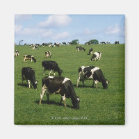 Holstein-Friesian, Irlande