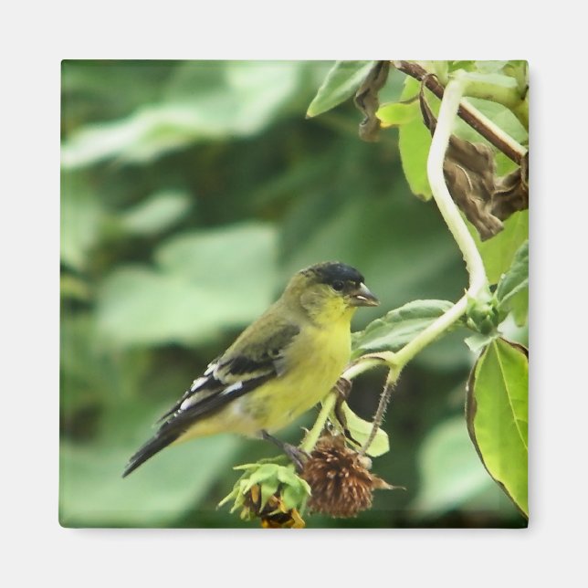 Aimant Homme Américain Goldfinch (Devant)