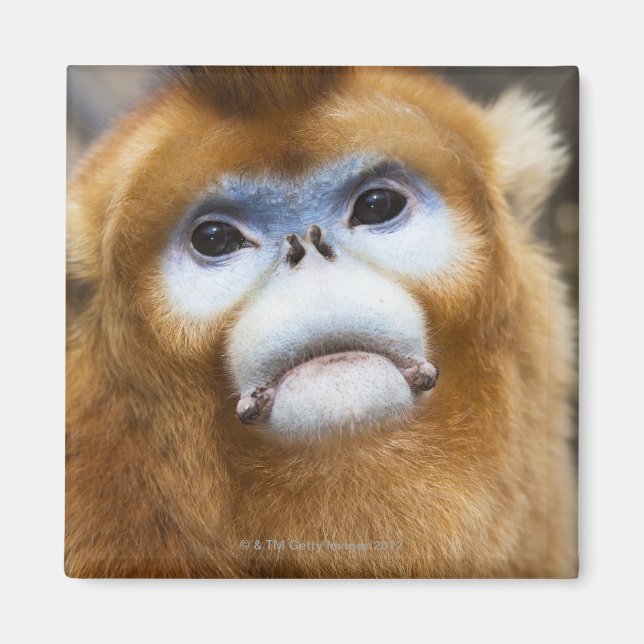 Aimant Homme Golden Monkey Pygathrix roxellana, portrait (Devant)