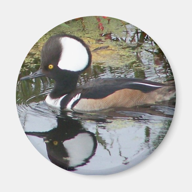 Aimant Homme Merganser Duck (Devant)