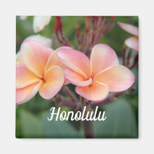 Aimant Honolulu Plumeria Magazine
