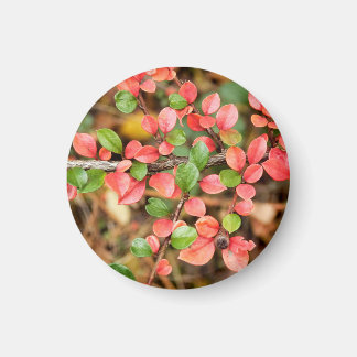 aimant horizontalis de Cotonou