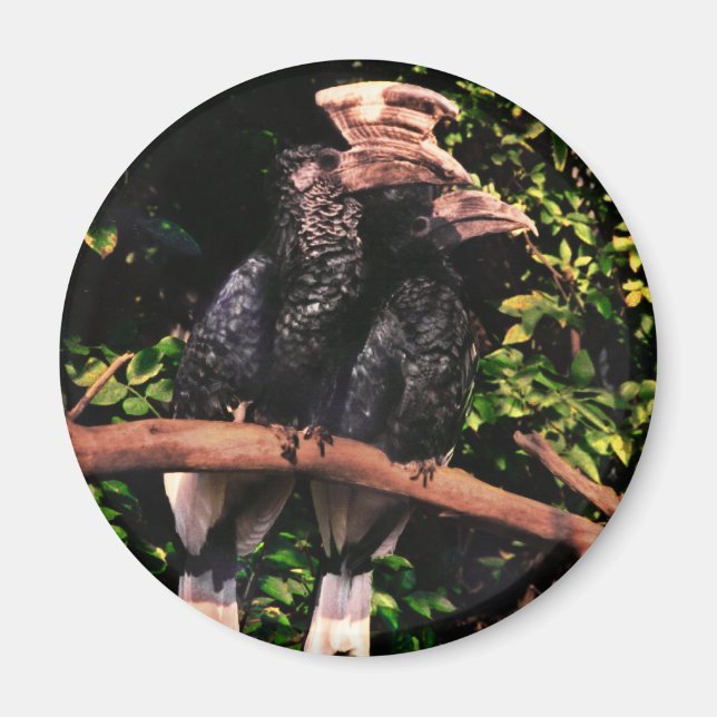 Aimant Hornbill In Love (Devant)