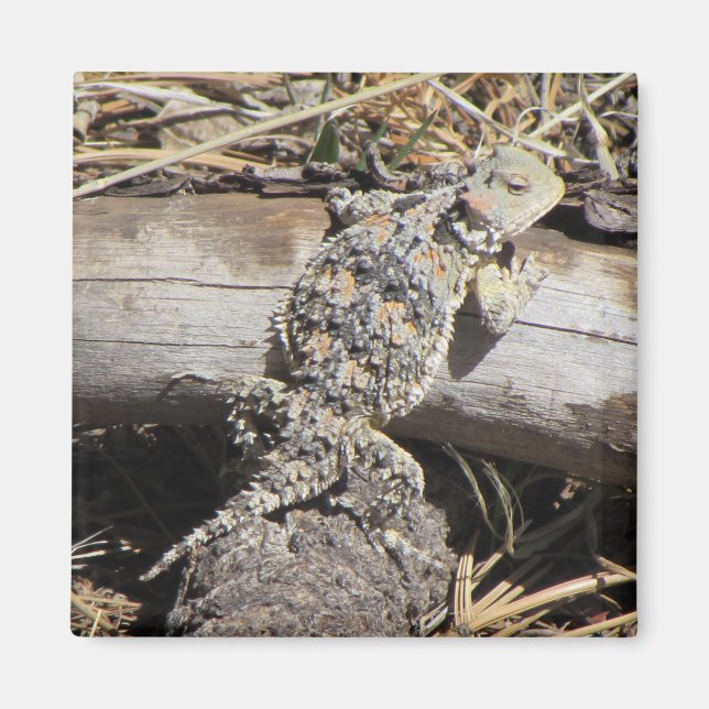 Aimant Horned Lizard (Devant)