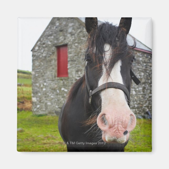 Aimant Horse et grange en pierre en Angleterre rurale (Devant)