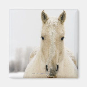 Aimant Horse with snow on head