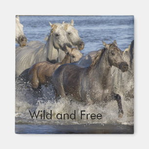Aimant Horses galloping in the water