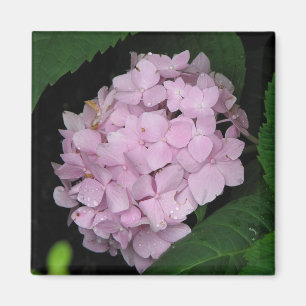 Aimant Hortensia