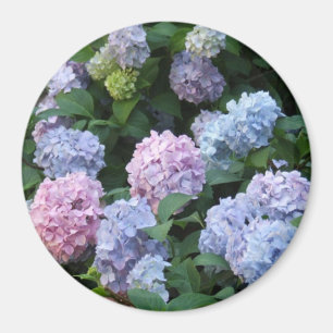 Aimant Hortensia bleu et pourpre
