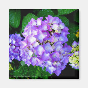 Aimant Hortensia d'été