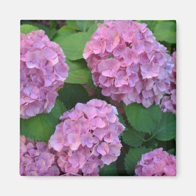 Aimant Hortensia hydrangea rose (Devant)