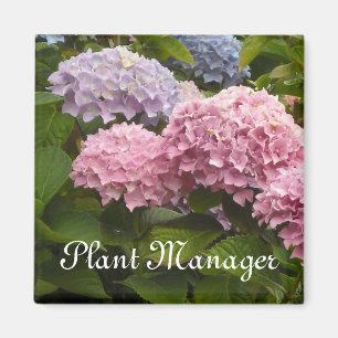 Aimant Hortensias roses et mauves