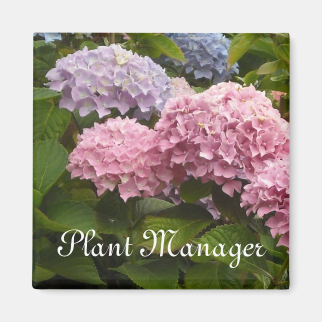Aimant Hortensias roses et mauves (Devant)