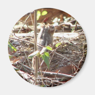 Aimant Hot Springs Mountain, Arkansas Chipmunk Cadfts