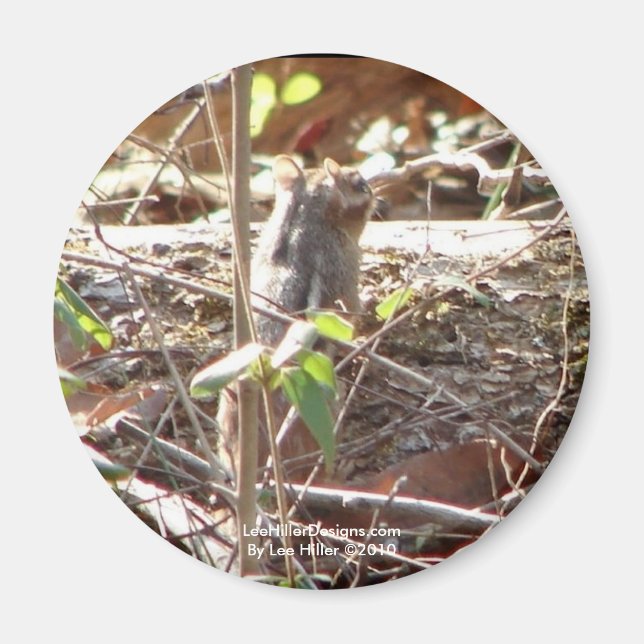 Aimant Hot Springs Mountain, Arkansas Chipmunk Cadfts (Devant)