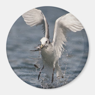 Aimant Hovering Kittiwake
