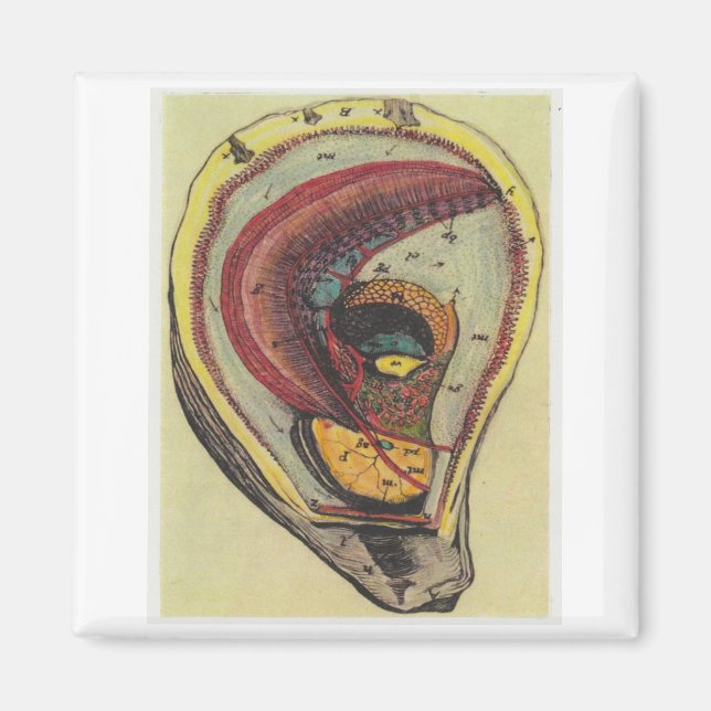 Aimant huître (Devant)