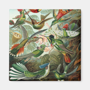 Aimant hummingbird bird wildlife classic painting