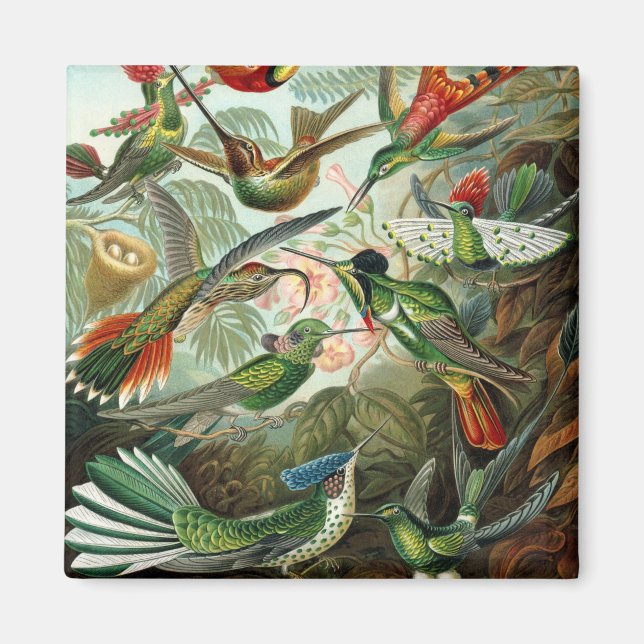 Aimant hummingbird bird wildlife classic painting (Devant)