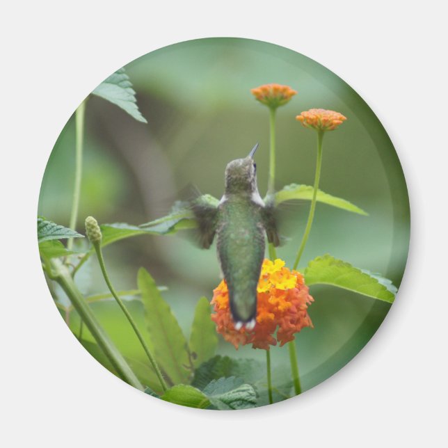 Aimant Humour d'été (Devant)