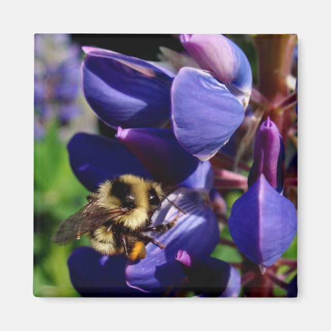 Aimant Hunny Bee (Devant)