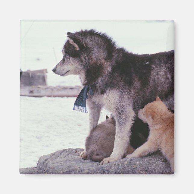 Aimant Husky avec litière de petits (Devant)