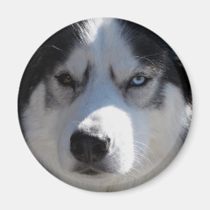 Aimant Husky Fridge Magnet Alaskan Sled Dog Magnet